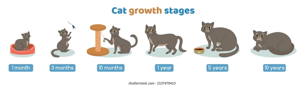 Cat growth stages set with age symbols flat isolated vector illustration