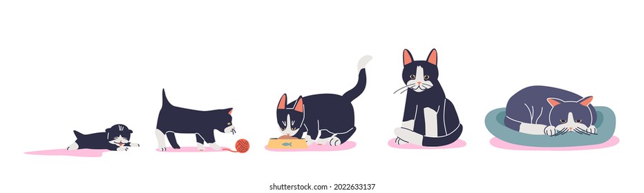 Cat growth stages from small kitten to adult cat domestic pet development. Home friend growing process concept. Cartoon flat vector illustration