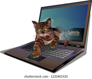 Cat hacker lies in laptop vector illustration