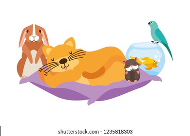 cat hamster rabbit and bird goldfish on cushion bed