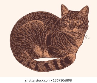 Cat. Hand drawn engraving. Editable vector vintage illustration. Isolated on light background. 8 EPS
