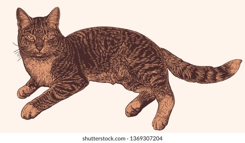 Cat. Hand drawn engraving. Editable vector vintage illustration. Isolated on light background. 8 EPS