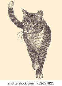 Cat. Hand drawn engraving. Vector vintage illustration. Isolated on light background. 8 EPS