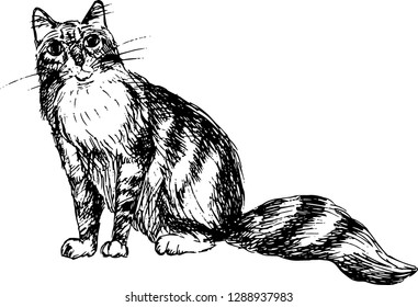 Cat. Hand drawn sketch. Vector illustration.