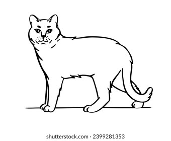 Cat. Hand drawn style. Sketch vector illustration isolated on a white 