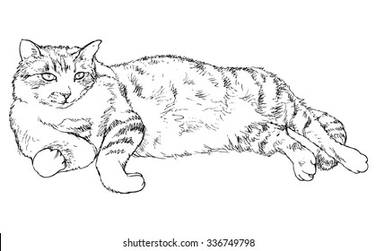 Cat - hand drawn vector illustration, isolated on white