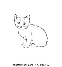 cat - hand drawn vector llustration isolated kitten, vector sketch illustration