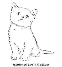 cat - hand drawn vector llustration isolated kitten, vector sketch illustration kitten, vector sketch illustration