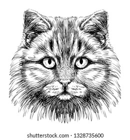 Cat. Hand-drawn, sketchy portrait of a cat looking ahead on a white background.