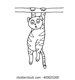 cat hanging on a branch