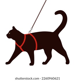 Cat harness. Black cat walking on a leash