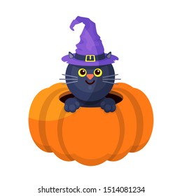 cat hat pumpkin halloween witch cute white background