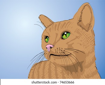cat head, illustration