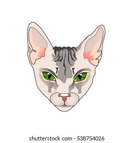 Cat head isolated on white. Sphinks cat portrait with green eyes, big ears. Detailed vector illustration. Eps 10