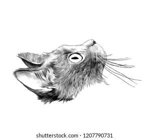 cat head in profile, sketch vector graphic monochrome illustration on white background