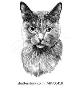 cat head sketch vector graphics monochrome black-and-white drawing