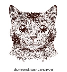 Cat head vector engraving illustration