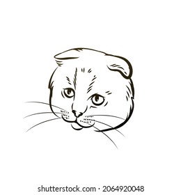 Cat head vector sketch on a white background.