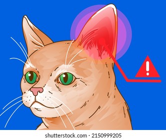 A cat with health problems. Diseases of the cat's ears. Veterinary illustration. Vector illustration.  