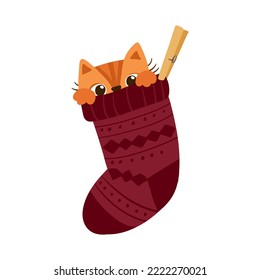 Cat hiding in woolen sock. Cute playful kitten Christmas character. Mascot of goods for pets . Winter postcard. Vector illustration.