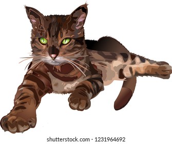 Cat home vector illustration. Wildlife vector