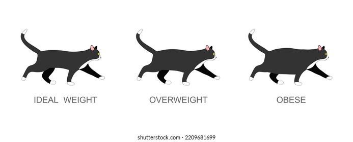 Cat with ideal weight, overweight and obese. Kitten with normal and fat body condition. Domestic animals obesity process infographic. Vector flat illustration