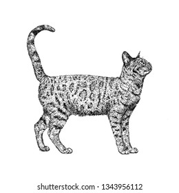 Cat illustration of hand drawn design.