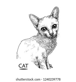 Cat Illustrattion
Hand drawn
Isolated Vector