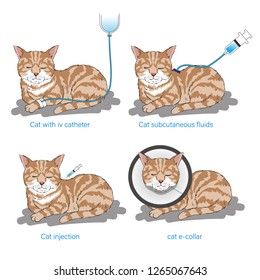 Cat injection medical combination illustration. eps 10.