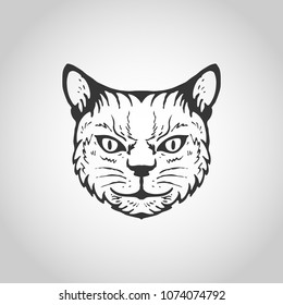 cat isolated on white background, Vector illustration.
