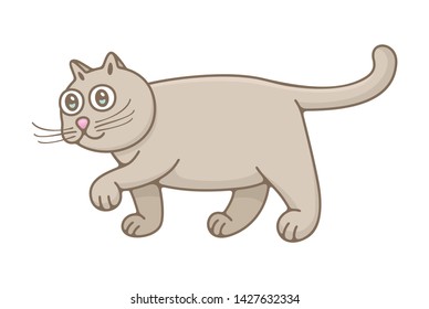 Cat. isolated on white background