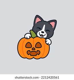 Cat With Jack o Lantern