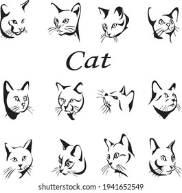 cat the kitten animal cats