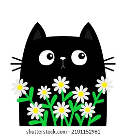 Gato gatito sosteniendo una camomila de margarita. Feliz Día de San Valentín. El ramo de flores de Chamomile. Caricatura educada kawaii animal divertido. Tarjeta de saludo, camiseta. Diseño plano. Tarjeta de amor. Fondo blanco. Vector