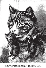 Cat with kitten, vintage engraved illustration. Animaux Sauvages et Domestiques - For kids - 1892.