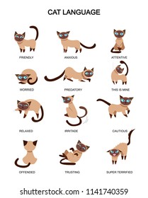 Cat Language And Feelings Meaning. Cute Cat Expressions Isolated On White Background. Vector Illustration.