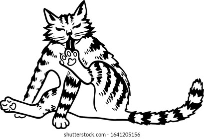 Cat Licks Paw. Vector Black Illustration Isolated On White. Hand Drawn Pen Artwork In Style Of Linocut