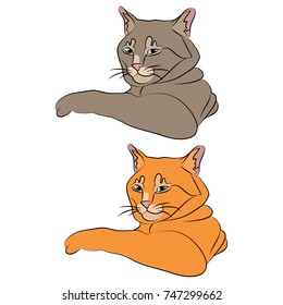 the cat lies