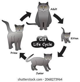 Diagrama Infográfico del Ciclo de Vida del Gato que muestra diferentes fases y etapas de desarrollo incluyendo gatitos de primer año y gatos adultos para educación en ciencias de la biología