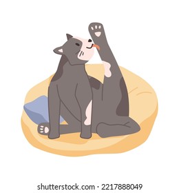 Cat life and habits, isolated kitty sitting on soft pillow licking its leg. Routine of pet, feline animal, mammal with furry coat. Vector in flat style