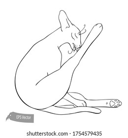Cat line illustration. Vector. black and white. Ink style illustration. Hand drawn. Sketch 