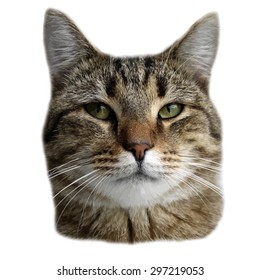 cat live on the background