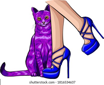cat looking up at beautiful female legs in colorful fashionable high wedge leather sandals on white table.