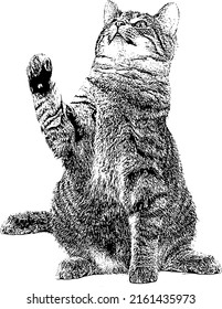 Cat looking up, black and white vector Illustration, EPS 10 file