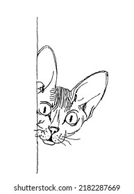 The cat looks out from behind the wall. The sketch is black and white.