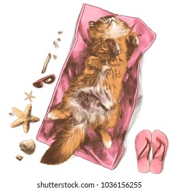 cat lying belly up on a beach towel surrounded by shells and things sketch vector graphics colored drawing