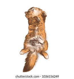 cat lying belly up sketch vector graphics colored drawing