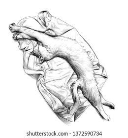 cat lying on towel or blanket stretched and just woke up, sketch vector graphic monochrome illustration on white background