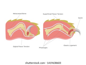 cat nail structure anatomy / vector