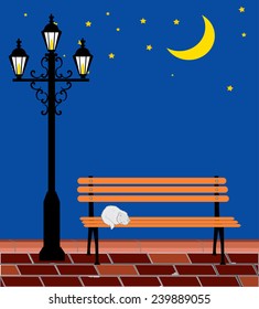 Cat and night